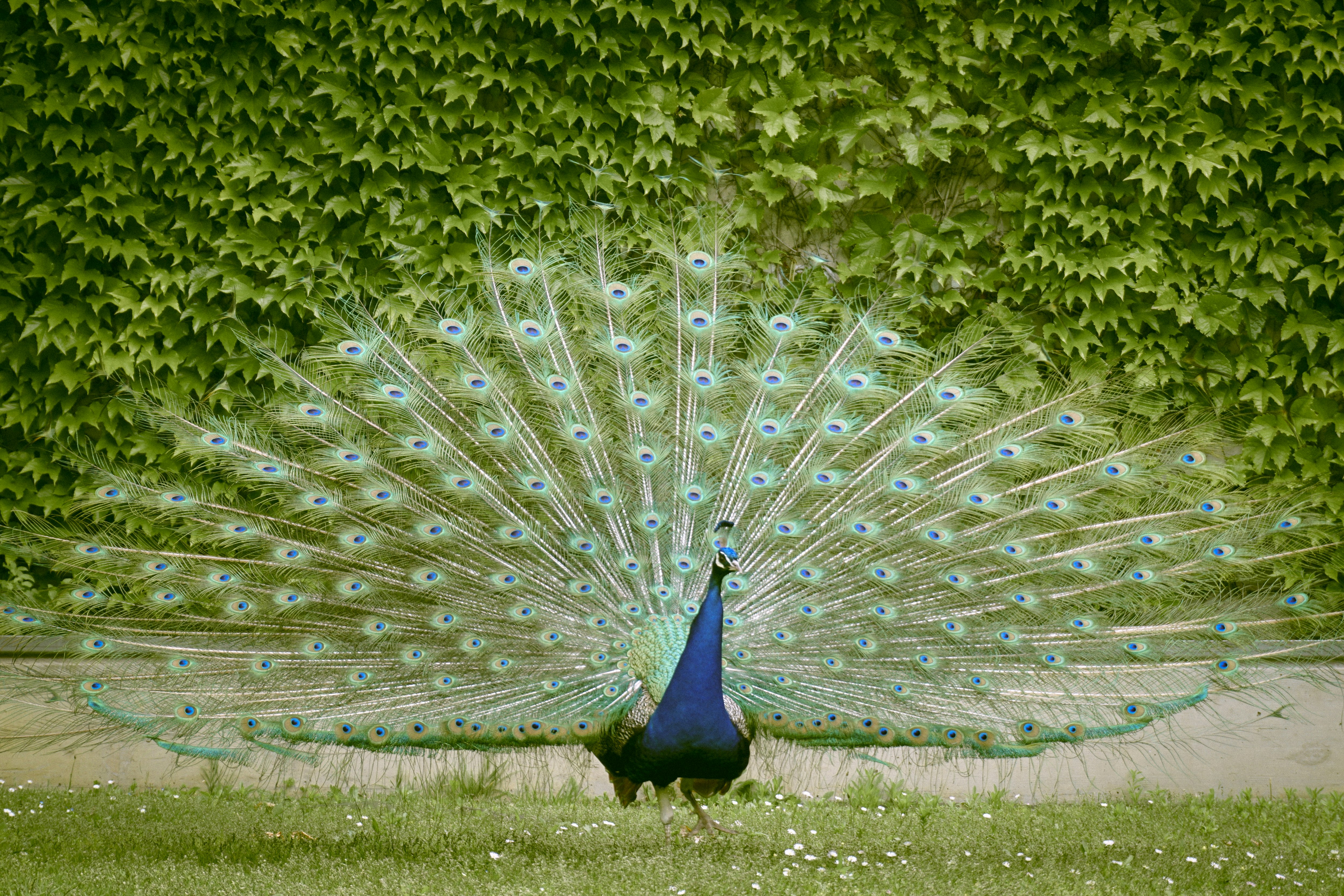 blue peacock on green grass field during daytime